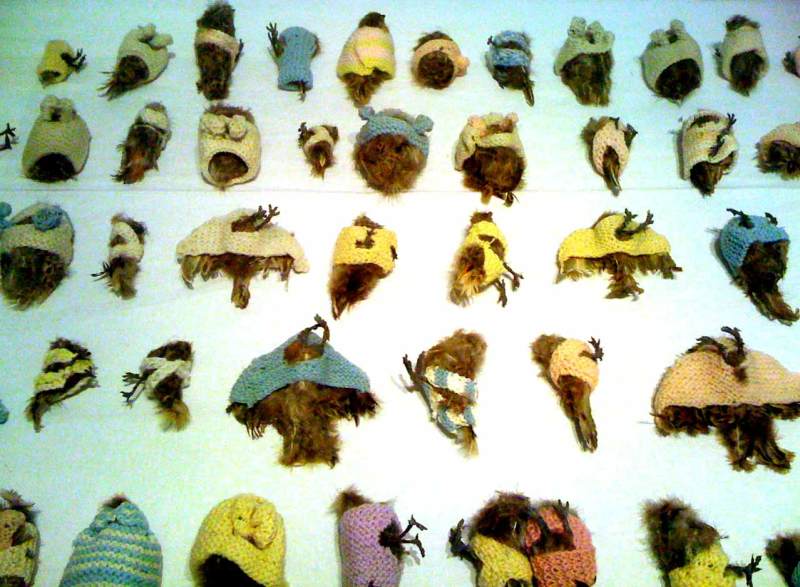 Birds in teeny sweaters | The Museum of Ridiculously Interesting Things