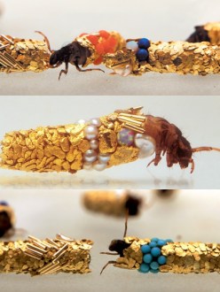 Caddis flies crawl out of gold and jewel encrusted casings, by Hubert Duprat.