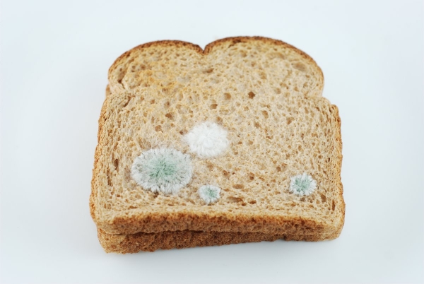 Judith G Klausner, Embroidered Toast #3: Mold, 2010. Toast, thread, paper.
