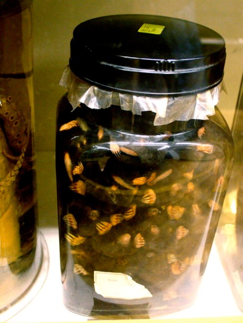 institution | The Museum of Ridiculously Interesting Things