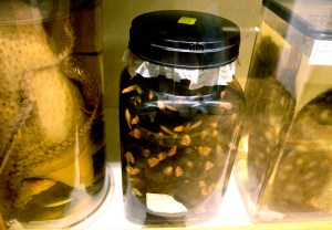 Neil Jar of Moles Jar of pickled moles from the Grant Museum of Zoology, University College London.