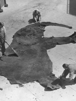 Curators cleaning an elephant skin at the Museum of Natural History.