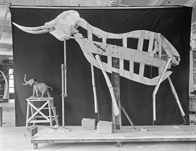 Museum staff cleaning an elephant skin at the American Museum of Natural History, June 1933.