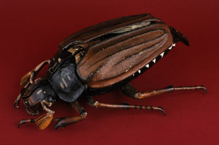 Papier-mâché and plaster model of a May beetle by Dr. Auzoux