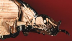 Papier-mâché and plaster anatomical model of a May beetle by Dr. Auzoux, showing details of inner anatomy.