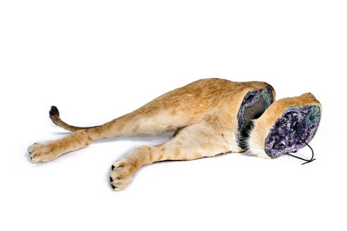 Idiots, Geologische Vondst II, 2012 Bottom half of a taxidermy lion filled with amethyst.