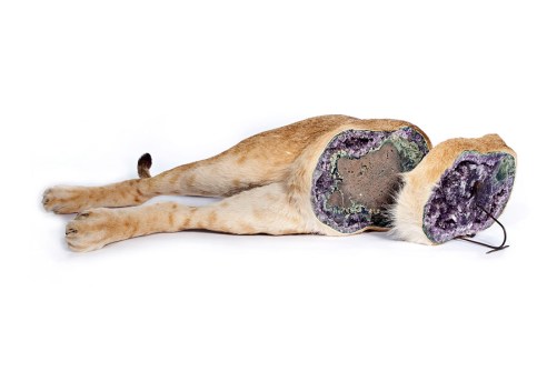 Bottom half of a taxidermy lion filled with amethyst.