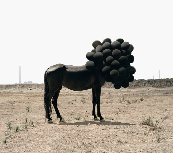 Photograph by Andrea Galvani of black horse with head covered by black balloons.