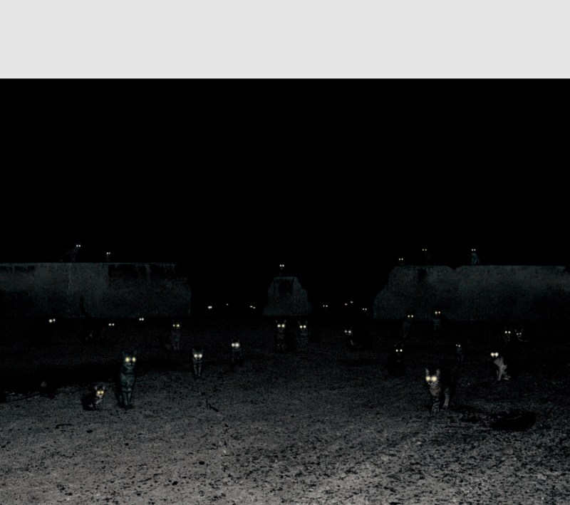 Photograph by Andrea Galvani of cats eyes glowing in dark night scene.
