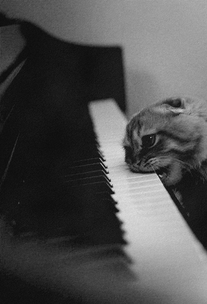 Kitten chomping on the keyboard of a piano.
