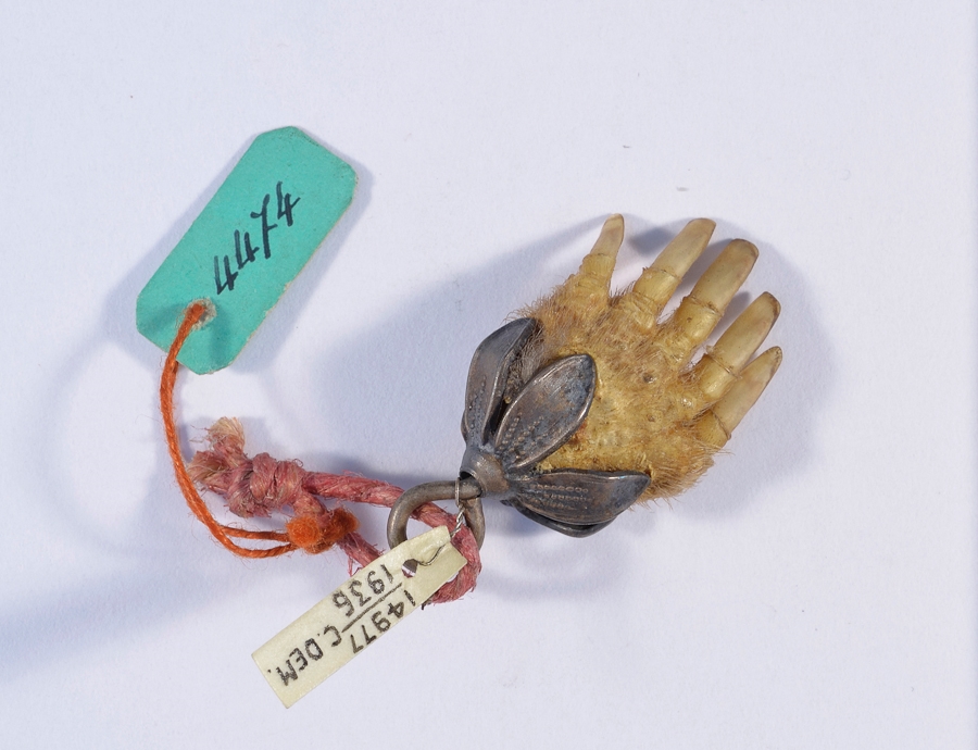 Picture of a small mole paw with a metal flower mount, with museum tags.