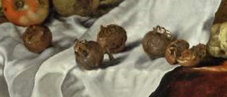 Detail of still life painting showing five brown medlar fruits on a white cloth