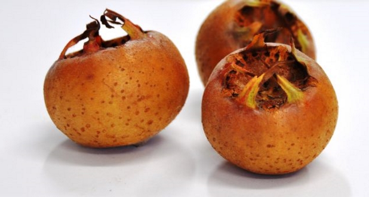 Photograph of three medlar fruits