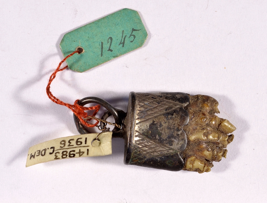 Photograph of a mole paw with silver mount, tied with museum labels.