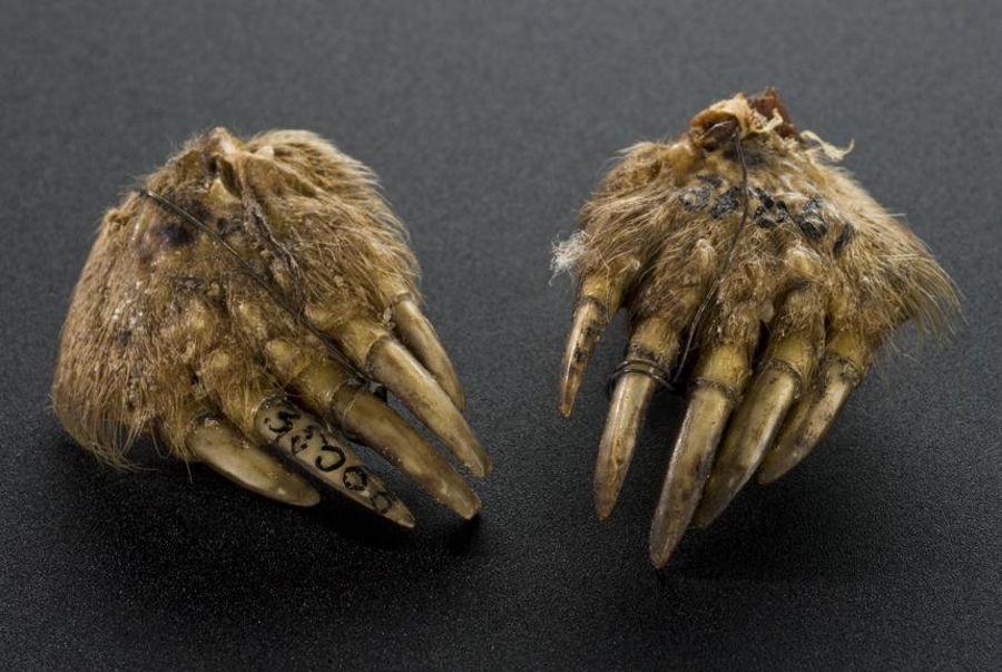 Photograph of two mummified moles' feet