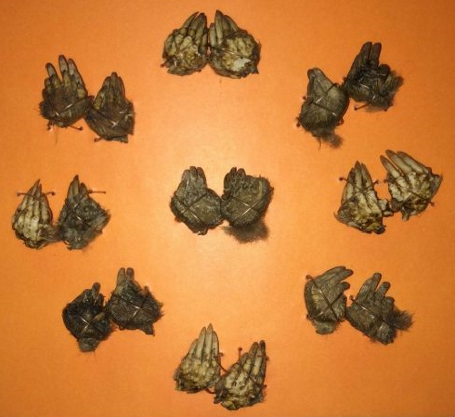 Photograph of nine pairs of moles feet charms against an orange background