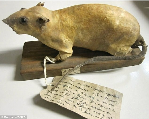Exploding rats | The Museum of Ridiculously Interesting Things